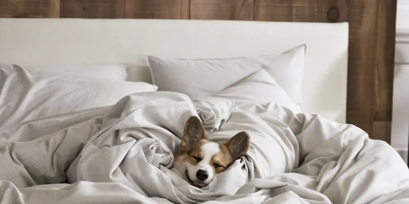 Miracle Sheets™️: The Softest And Cleanest Sheets You'll Ever Experience